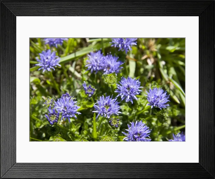 Framed Print : Sheep's-bit scabious - in flower. Cornwall, UK Framed Print : Sheep's-bit scabious - in flower. Cornwall, UK