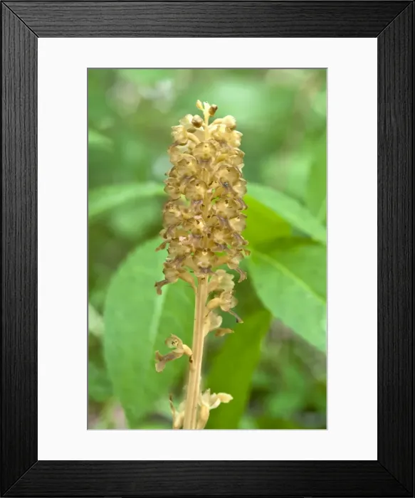 Framed Print : Bird's-nest Orchid - Nottinghamshire - England Framed Print : Bird's-nest Orchid - Nottinghamshire - England