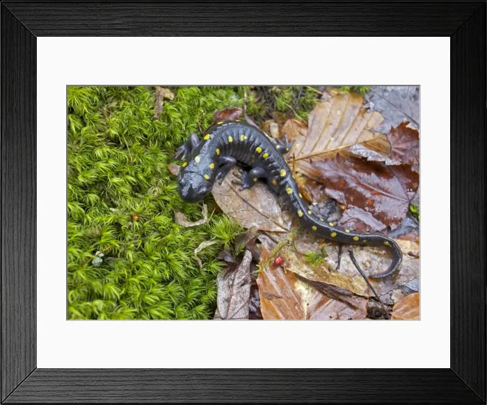 Framed Print : Spotted Salamander - at breeding pond in spring - Common in the eastern United States and Canada - New York - USA Framed Print : Spotted Salamander - at breeding pond in spring - Common in the eastern United States and Canada - New York - USA