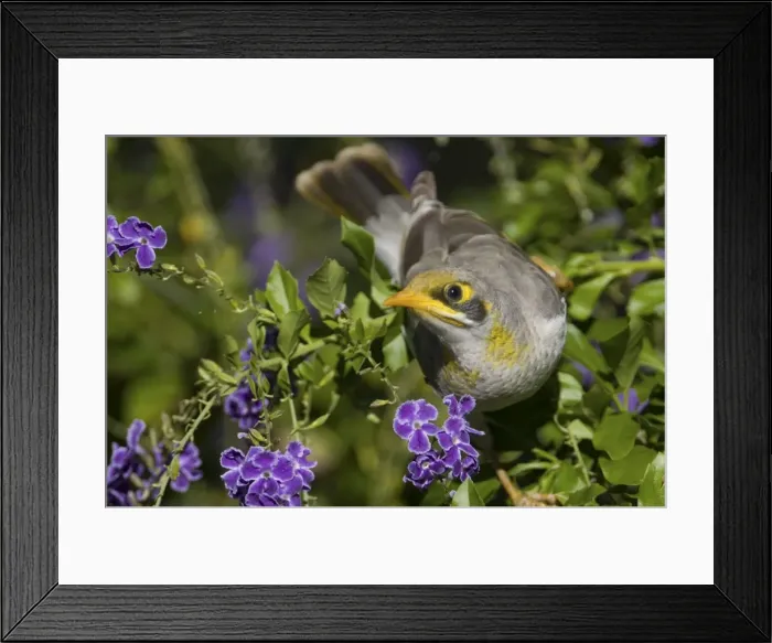 Framed Print : Yellow-throated Miner - at Ti Tree Community - Northern Territory - Australia Framed Print : Yellow-throated Miner - at Ti Tree Community - Northern Territory - Australia