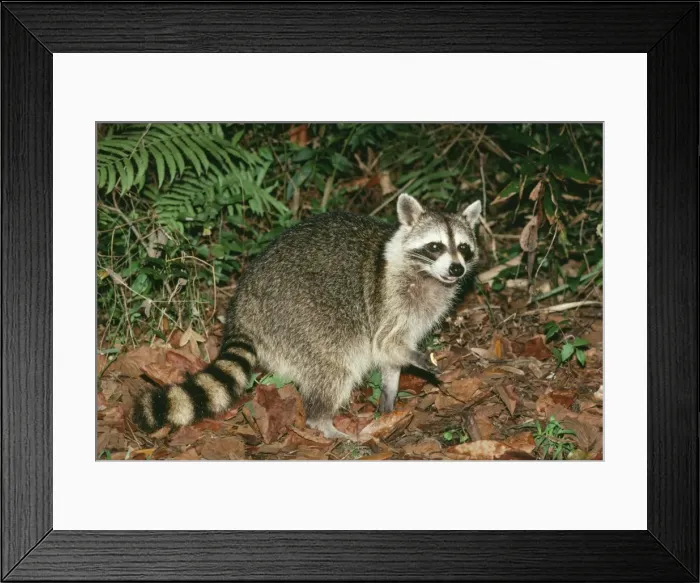 Framed Print : Common Racoon FG 2836 North America Procyon lotor © Francois Gohier / ARDEA LONDON Framed Print : Common Racoon FG 2836 North America Procyon lotor © Francois Gohier / ARDEA LONDON