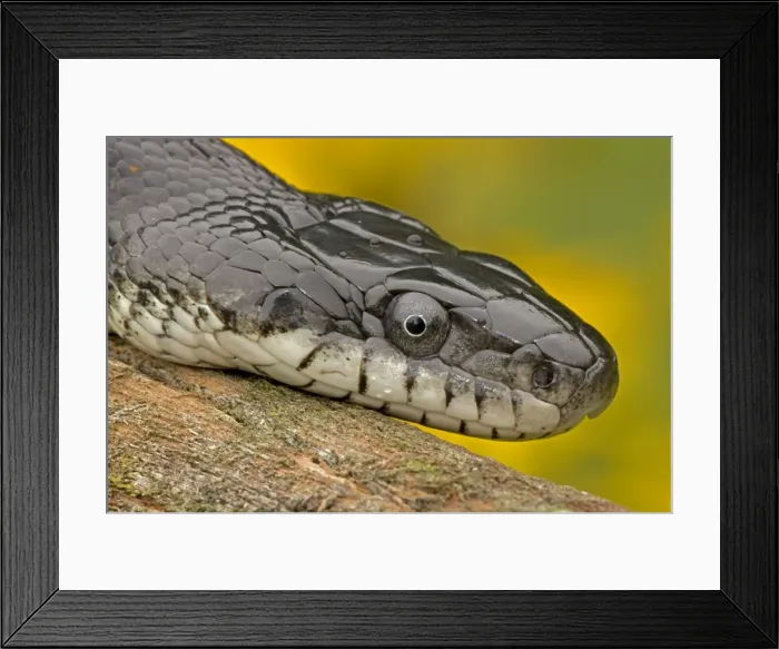 Framed Print : Eastern Rat Snake / Black Ratsnake - on log - New York - USA Framed Print : Eastern Rat Snake / Black Ratsnake - on log - New York - USA