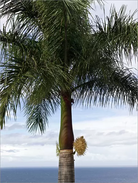 Cuban Royal Palm Tree - first flowering for ten years - Botanical gardens surrounding hotel - Tenerife - February