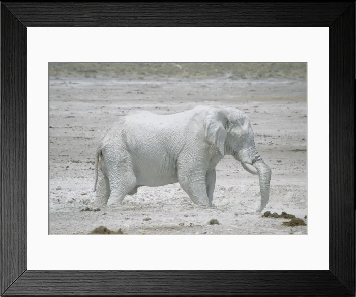 Framed Print : African Elephant - Etosha's famous White Elephants - Etosha National Park - Namibia MA000506 Framed Print : African Elephant - Etosha's famous White Elephants - Etosha National Park - Namibia MA000506
