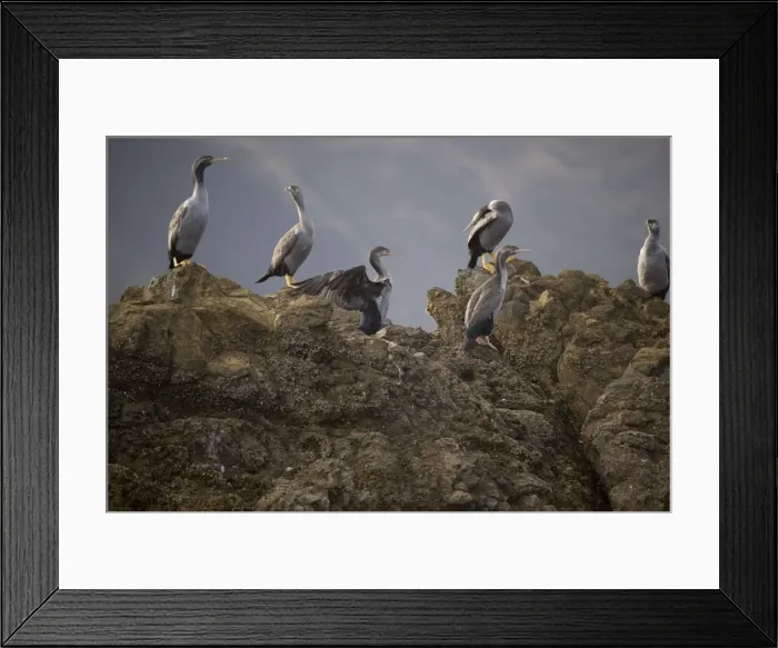 Framed Print : Spotted Shag - on Duffer's Reef, Pelorous Sound, Marlborough Sounds, South Island, New Zealand Framed Print : Spotted Shag - on Duffer's Reef, Pelorous Sound, Marlborough Sounds, South Island, New Zealand