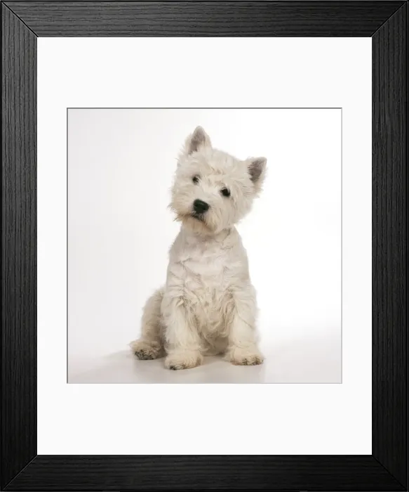 Framed Print : West Highland Terrier Dog JD 16569 © John Daniels / ardea. com Framed Print : West Highland Terrier Dog JD 16569 © John Daniels / ardea. com