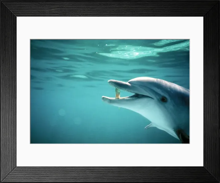 Framed Print : Bottle-nosed Dolphin AU 01 BC Fish in beak Tursiops truncatus © Ben Cropp / ARDEA LONDON Framed Print : Bottle-nosed Dolphin AU 01 BC Fish in beak Tursiops truncatus © Ben Cropp / ARDEA LONDON