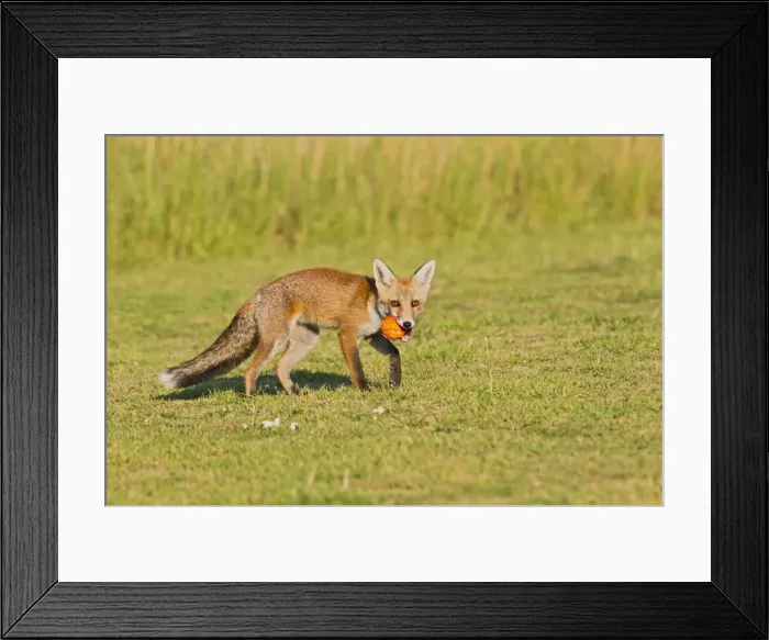 Framed Print : Red Fox - cub playing with ball - controlled conditions 14318 Framed Print : Red Fox - cub playing with ball - controlled conditions 14318
