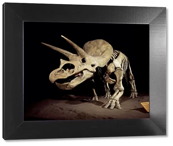 Triceratops Dinosaur - Skeleton, Cretaceous, Montana, USA. Display at Royal Tyrell Museum of Palentology Alberta, Canada