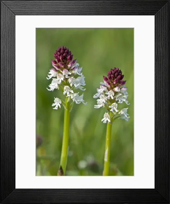 Framed Print : Burnt Orchid - North Lincolnshire - England Framed Print : Burnt Orchid - North Lincolnshire - England