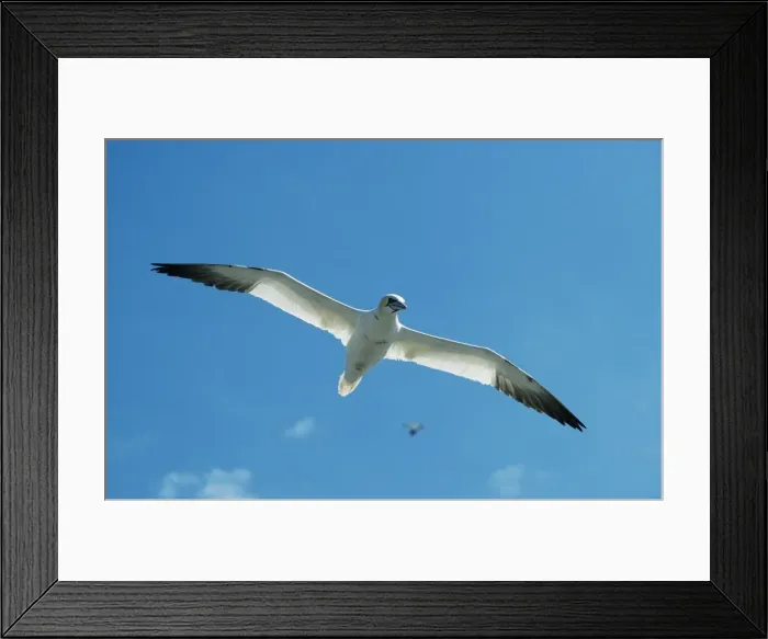 Framed Print : Gannet GET 2 In flight, Scotland Sula bassana © Geoff Trinder / ardea. com Framed Print : Gannet GET 2 In flight, Scotland Sula bassana © Geoff Trinder / ardea. com