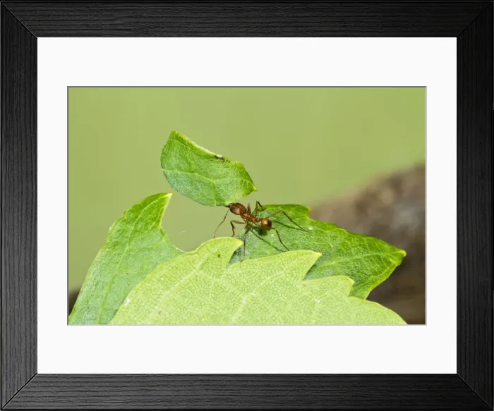 Framed Print : Leaf Cutter Ant - with leaf - Trinidad - controlled conditions 14664 Framed Print : Leaf Cutter Ant - with leaf - Trinidad - controlled conditions 14664