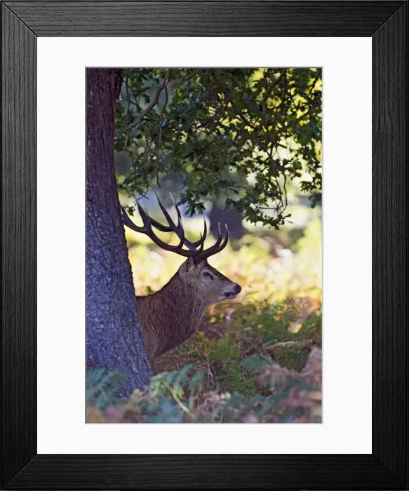 Framed Print : Red Deer - Stag behind tree at dawn - Richmond Park UK 14951 Framed Print : Red Deer - Stag behind tree at dawn - Richmond Park UK 14951