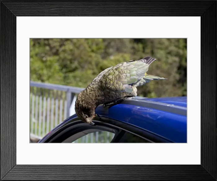 Framed Print : Kea - tearing at rubber piping on vehicle - Otira Gorge - Westland - South Island - New Zealand Framed Print : Kea - tearing at rubber piping on vehicle - Otira Gorge - Westland - South Island - New Zealand