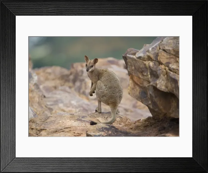 Framed Print : Purple-necked Rock-Wallaby - near Mt Isa at the water tower hill - Queensland - Australia Framed Print : Purple-necked Rock-Wallaby - near Mt Isa at the water tower hill - Queensland - Australia