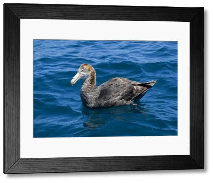 Framed Print : Northern Giant Petrel - on the water - offshore from Kaikoura - South Island - New Zealand