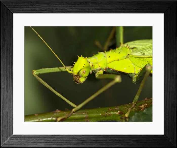 Framed Print : Jungle Nymph - close up - Controlled conditions 15286 Framed Print : Jungle Nymph - close up - Controlled conditions 15286