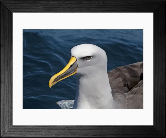 Framed Print : Buller's Albatross - off the Kaikoura Coast, South Island, New Zealand Framed Print : Buller's Albatross - off the Kaikoura Coast, South Island, New Zealand