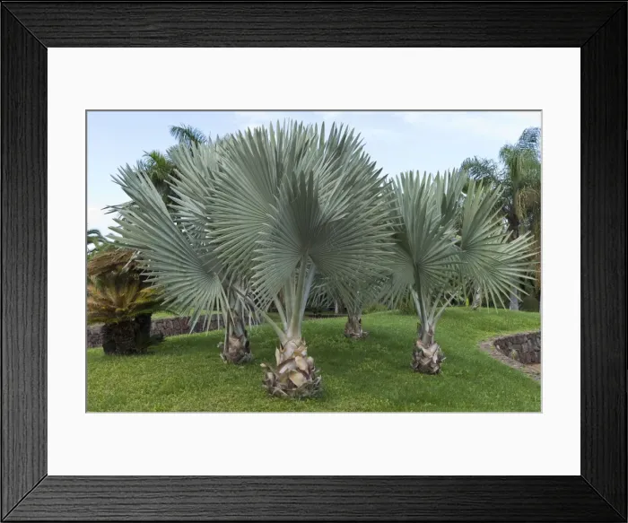 Framed Print : Bismarcks Palm - recreational park - Puerto de la Cruz - Tenerife - February Framed Print : Bismarcks Palm - recreational park - Puerto de la Cruz - Tenerife - February