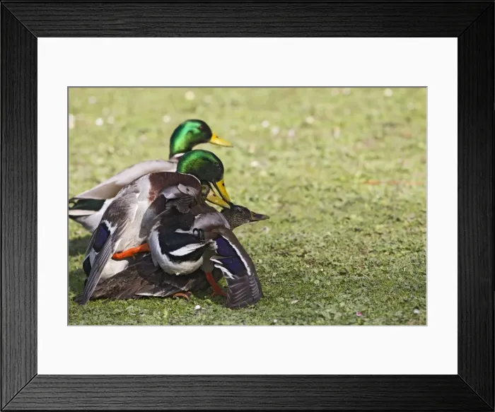 Framed Print : Mallard - males mating with female - Hertfordshire - UK 12358 Framed Print : Mallard - males mating with female - Hertfordshire - UK 12358