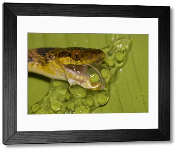 Framed Print : Northern Cat-eyed Snake - eating frog eggs - Costa Rica - found from southern Texas to Peru Framed Print : Northern Cat-eyed Snake - eating frog eggs - Costa Rica - found from southern Texas to Peru