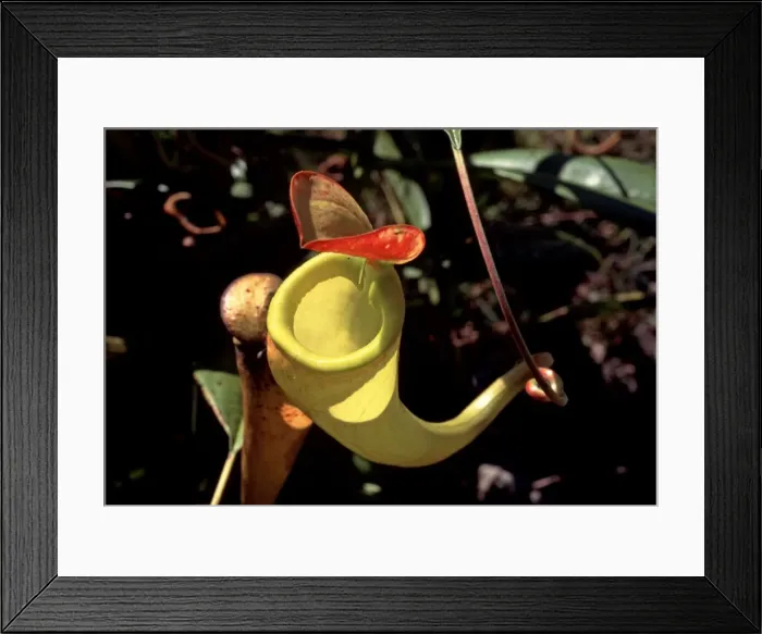 Framed Print : Pitcher Plant AW 5870 Southern Madagascar Nepenthes sp. © Adrian Warren / ARDEA LONDON Framed Print : Pitcher Plant AW 5870 Southern Madagascar Nepenthes sp. © Adrian Warren / ARDEA LONDON