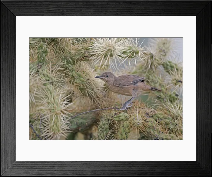 Framed Print : Curve-billed Thrasher - fledgling perched on cactus - Arizona - USA - Distribution: southwest USA to southern Mexico Framed Print : Curve-billed Thrasher - fledgling perched on cactus - Arizona - USA - Distribution: southwest USA to southern Mexico