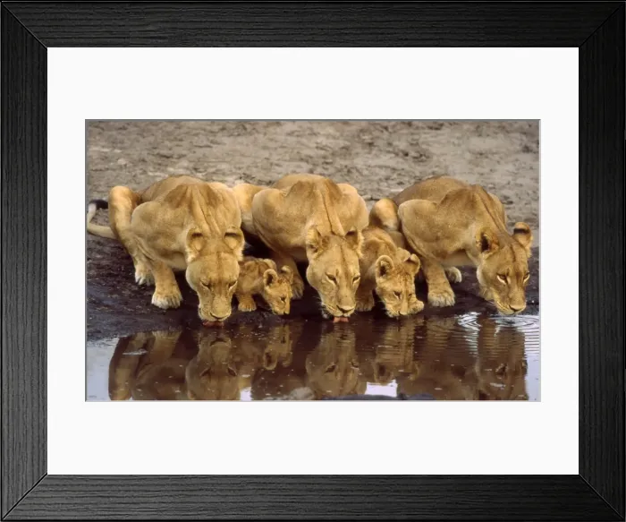 Framed Print : Lions and cubs CRH 952 Drinking at waterhole Moremi, Botswana Panthera leo © Chris Harvey / ardea. com Framed Print : Lions and cubs CRH 952 Drinking at waterhole Moremi, Botswana Panthera leo © Chris Harvey / ardea. com