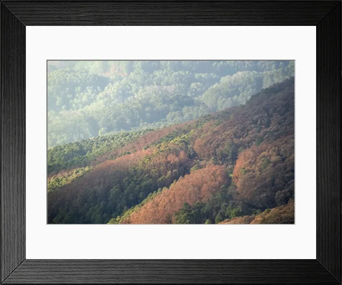 Framed Print : Alpine National Park JLR 55 Near Falls Creek, North East Victoria, Australia © Jean-Marc La-Roque / ardea. com Framed Print : Alpine National Park JLR 55 Near Falls Creek, North East Victoria, Australia © Jean-Marc La-Roque / ardea. com