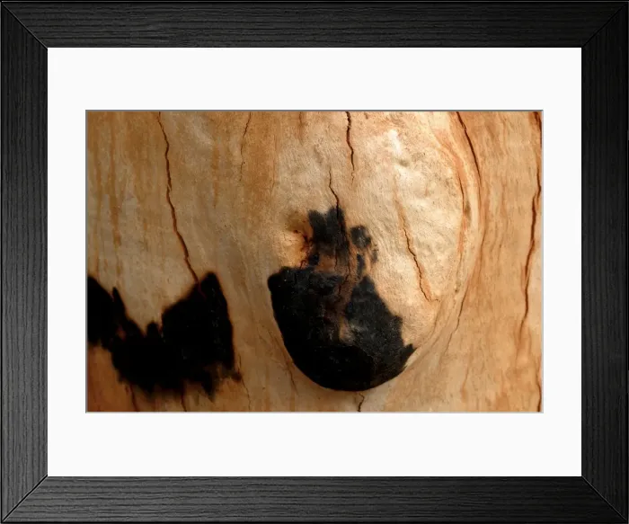 Framed Print : Detail of bark on Gum tree after bush fire JLR 48 Davies plain - Alpine National Park North East Victoria. Australia © Jean-Marc La-Roque / ardea. com Framed Print : Detail of bark on Gum tree after bush fire JLR 48 Davies plain - Alpine National Park North East Victoria. Australia © Jean-Marc La-Roque / ardea. com