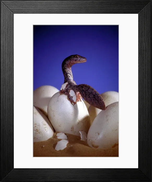 Framed Print : Prehistoric Reconstruction - Hatchling Plesiosaur C. Oxoniensis Late Jurassic Framed Print : Prehistoric Reconstruction - Hatchling Plesiosaur C. Oxoniensis Late Jurassic