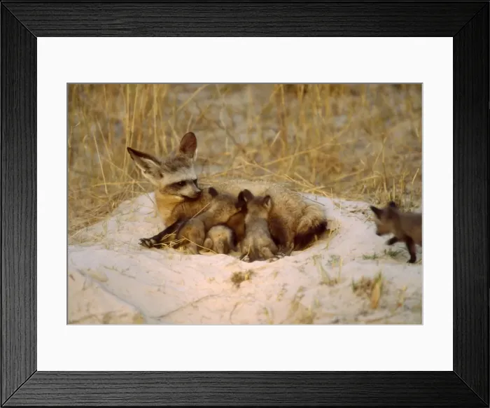 Framed Print : Bat-eared Fox CRH 955 Suckles her cubs at dusk Moremi, Botswana Otocyon megalotis © Chris Harvey / ardea. com Framed Print : Bat-eared Fox CRH 955 Suckles her cubs at dusk Moremi, Botswana Otocyon megalotis © Chris Harvey / ardea. com