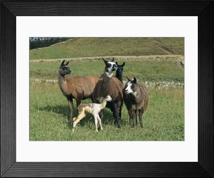 Framed Print : Llama - 2 hours after birth the baby Llama can stand up - other Llamas still watchful Framed Print : Llama - 2 hours after birth the baby Llama can stand up - other Llamas still watchful