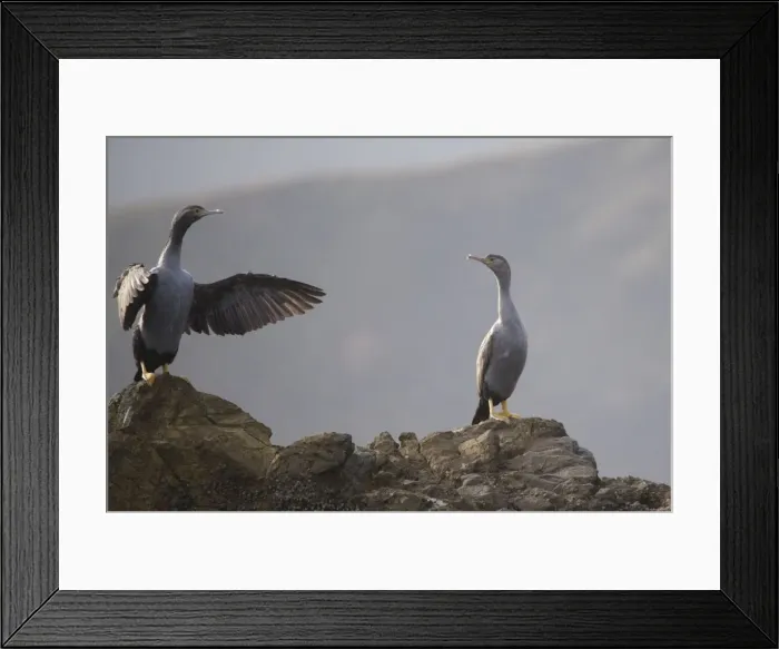 Framed Print : Spotted Shag - on Duffer's Reef, Pelorous Sound, Marlborough Sounds, South Island, New Zealand Framed Print : Spotted Shag - on Duffer's Reef, Pelorous Sound, Marlborough Sounds, South Island, New Zealand
