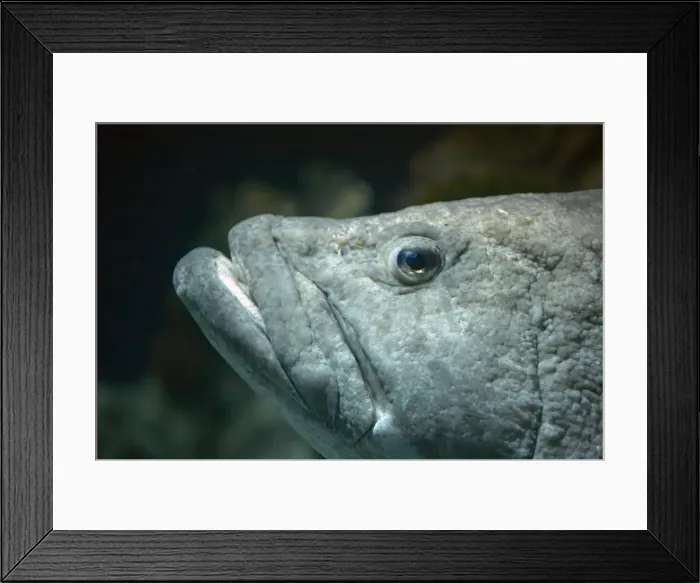 Framed Print : Potato Grouper FI000019 Framed Print : Potato Grouper FI000019