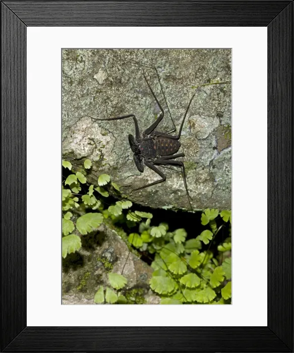 Framed Print : Tail-less whip scorpion - Amblypygid - tropical dry forest - Santa Rosa national park - Costa Rica Framed Print : Tail-less whip scorpion - Amblypygid - tropical dry forest - Santa Rosa national park - Costa Rica