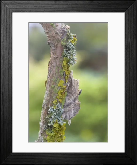 Framed Print : Pale Prominent Moth - Essex, UK IN000689 Framed Print : Pale Prominent Moth - Essex, UK IN000689
