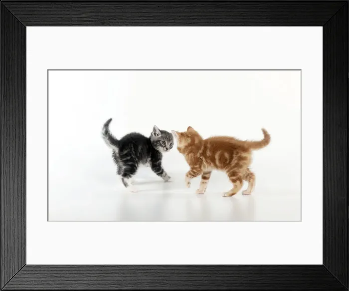 Framed Print : KITTEN - Kittens playing together Framed Print : KITTEN - Kittens playing together