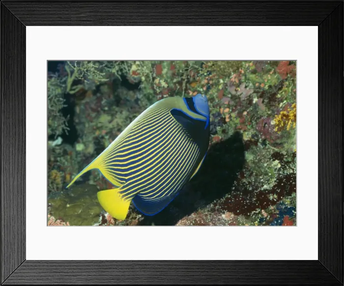 Framed Print : Masked / Emperor Angelfish AU 6 DAV Osprey Reef in the Coral Sea, Australia Pomacanthus imperator © David Wachenfeld / ardea. com Framed Print : Masked / Emperor Angelfish AU 6 DAV Osprey Reef in the Coral Sea, Australia Pomacanthus imperator © David Wachenfeld / ardea. com