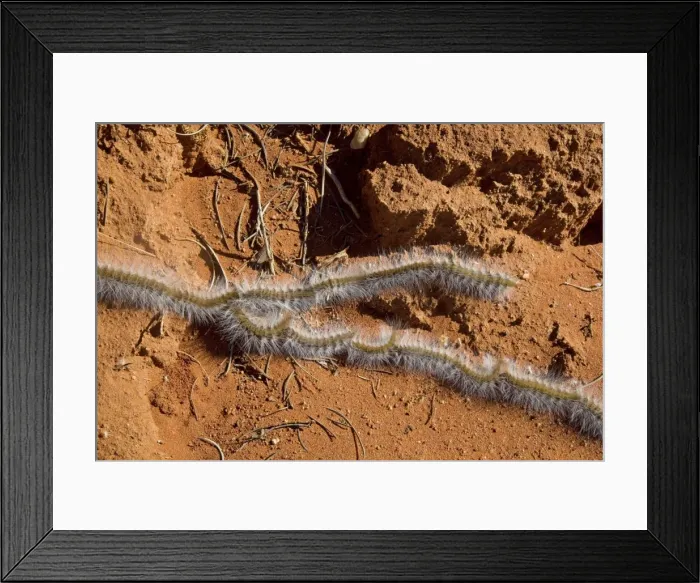 Framed Print : Processionary Caterpillar - adults seeking a suitable tree to climb and prepare to pupate - the moth is known as Bag-shelter Moth as the caterpillars construct a bag inside which they change into moths - crossing a dirt track - Australian outback Framed Print : Processionary Caterpillar - adults seeking a suitable tree to climb and prepare to pupate - the moth is known as Bag-shelter Moth as the caterpillars construct a bag inside which they change into moths - crossing a dirt track - Australian outback