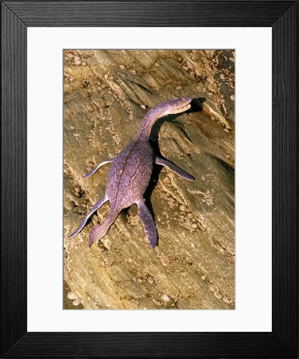 Framed Print : Prehistoric Reconstruction: Plesiosaurus macrocephalus - Immature specimen basking on rocks Framed Print : Prehistoric Reconstruction: Plesiosaurus macrocephalus - Immature specimen basking on rocks