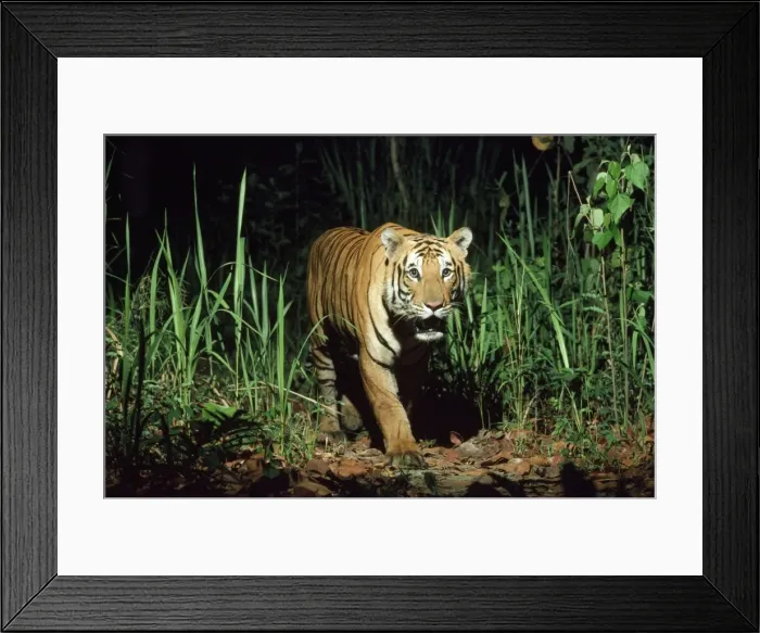 Framed Print : Bengal / Indian Tiger - Nepal Framed Print : Bengal / Indian Tiger - Nepal