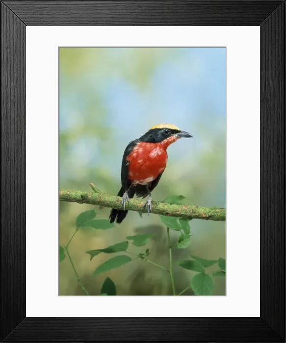Framed Print : Papyrus Gonolek / Yellow-crowned Gonolek / Mufumbiri Shrike Framed Print : Papyrus Gonolek / Yellow-crowned Gonolek / Mufumbiri Shrike