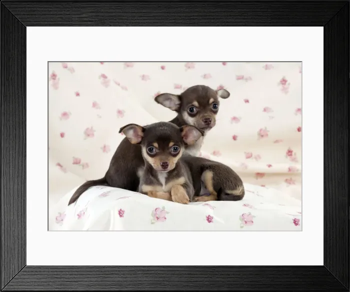 Framed Print : DOG - Chihuahua puppies sitting on blanket Framed Print : DOG - Chihuahua puppies sitting on blanket