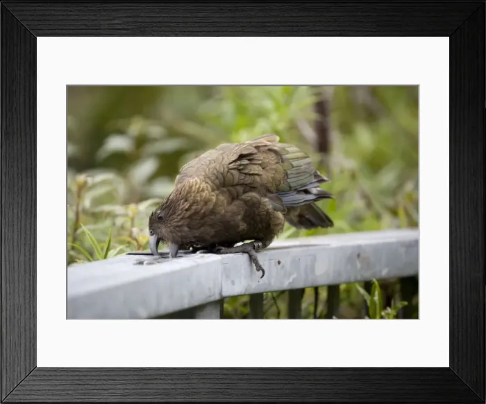 Framed Print : Kea - attempting to drink from a remnant of water in the top of a fence at a lookout above the Otira Gorge, Westland, South Island, New Zealand Framed Print : Kea - attempting to drink from a remnant of water in the top of a fence at a lookout above the Otira Gorge, Westland, South Island, New Zealand