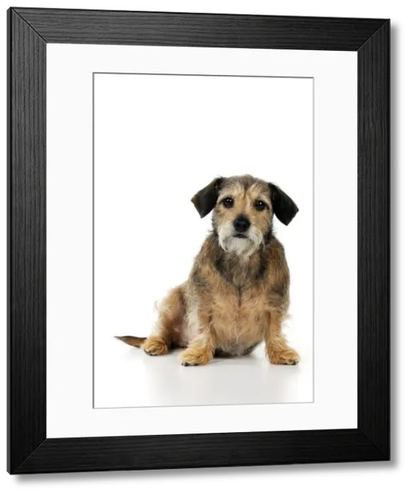 Framed Print : DOG - Wire haired dachshund x long haired chihuahua