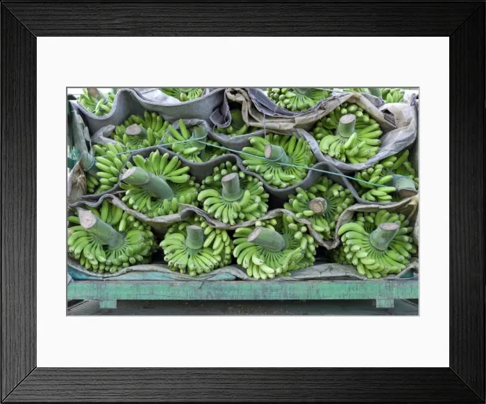 Framed Print : Bananas - loaded and ready for shipment - February - Tenerife Framed Print : Bananas - loaded and ready for shipment - February - Tenerife