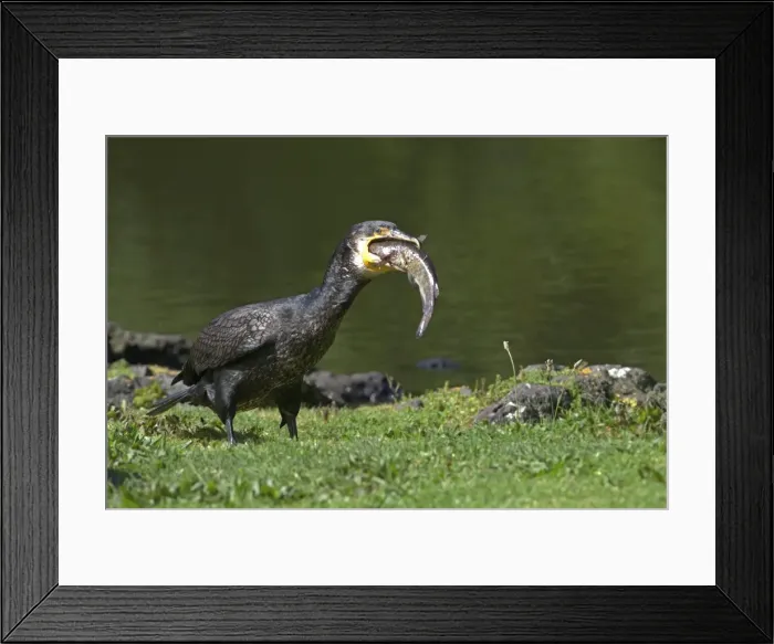 Framed Print : Great Cormorant - with fish in mouth - Western Springs - Auckland - New Zealand Framed Print : Great Cormorant - with fish in mouth - Western Springs - Auckland - New Zealand