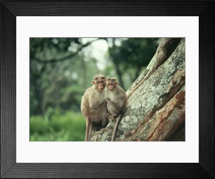 Framed Print : Bonnet Macaque Monkey GKB 900 Macaca radiata © G. K. Brown / ARDEA LONDON Framed Print : Bonnet Macaque Monkey GKB 900 Macaca radiata © G. K. Brown / ARDEA LONDON