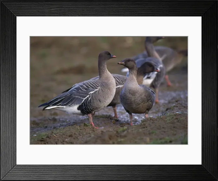 Framed Print : Pink-Footed Goose - in muddy field Framed Print : Pink-Footed Goose - in muddy field